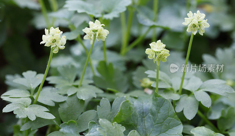 莫沙泰尔(Adoxa moschatellina)